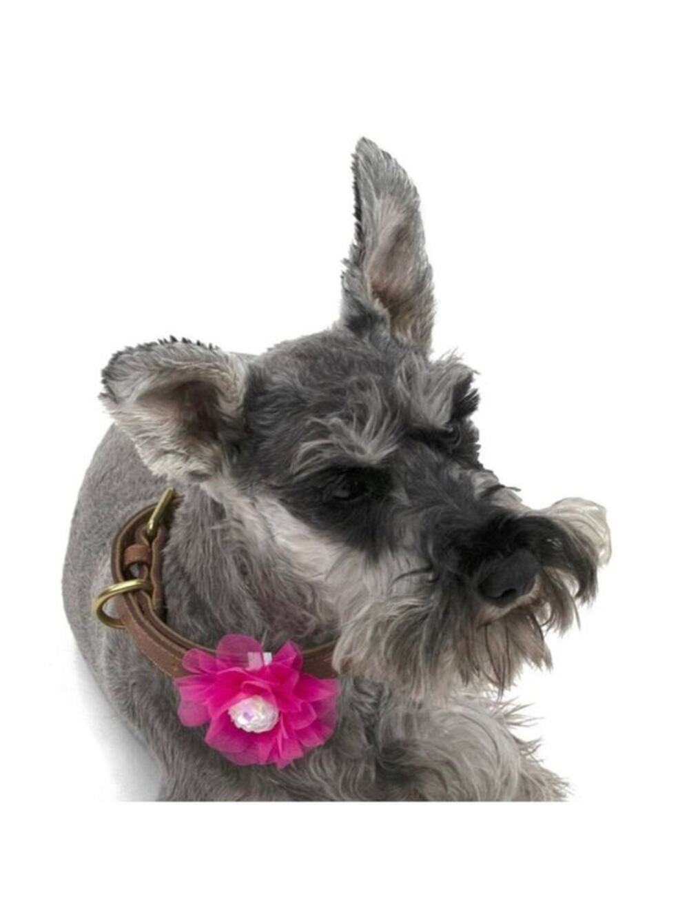 Vibrant Life Pink, Orange, and White Dog Flower Bow Collar Clip Set of Three